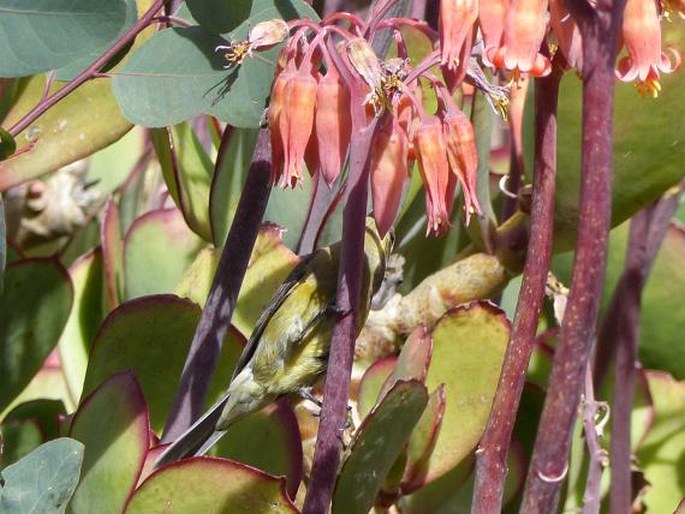 Nectarinia famosa, strdimil malachitový