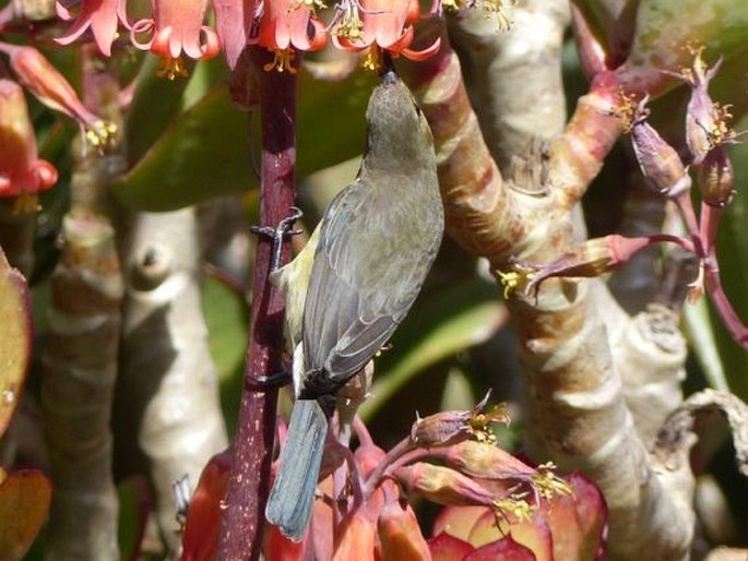 Nectarinia famosa, strdimil malachitový