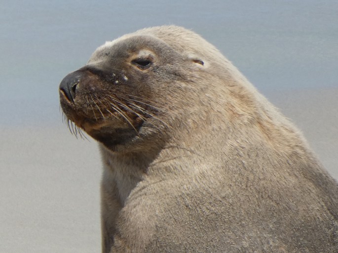 Neophoca cinerea, lachtan šedý