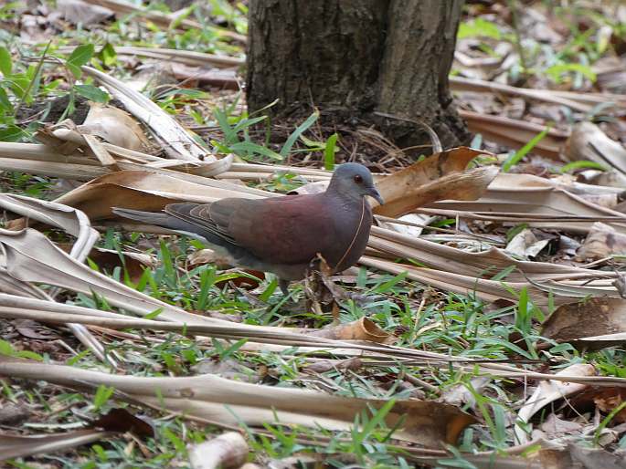 Nesoenas picturatus, hrdlička madagaskarská