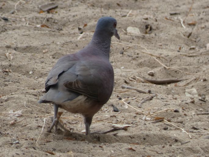 Nesoenas picturatus, hrdlička madagaskarská