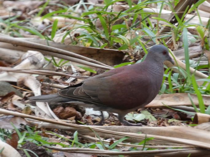 Nesoenas picturatus, hrdlička madagaskarská