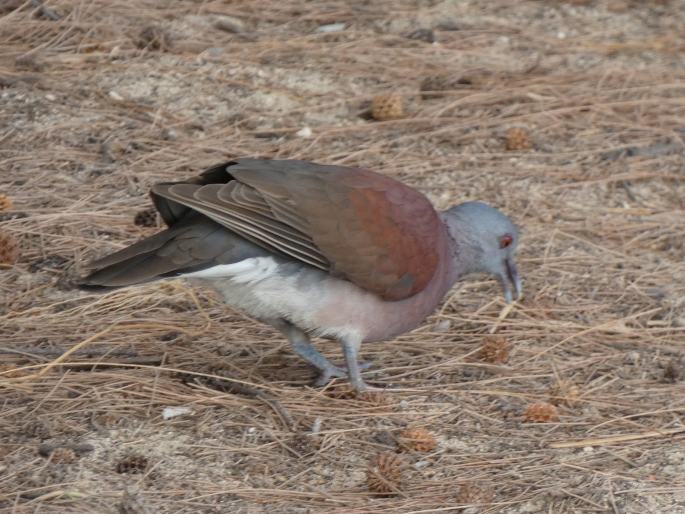 Nesoenas picturatus, hrdlička madagaskarská