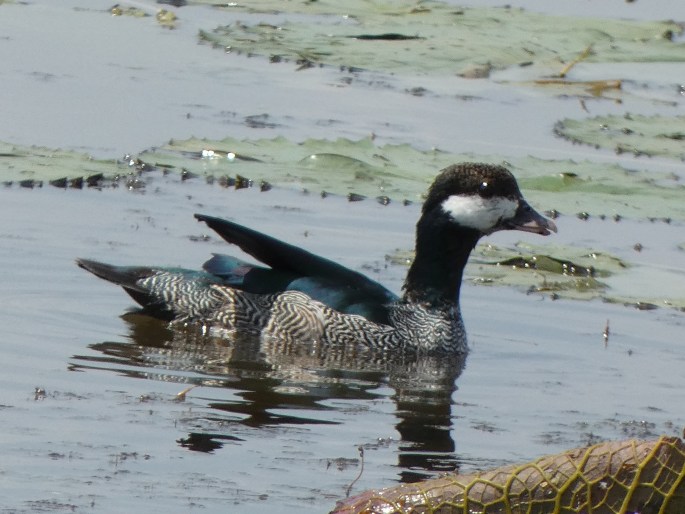 Nettapus pulchellus, kachnička vlnkovaná