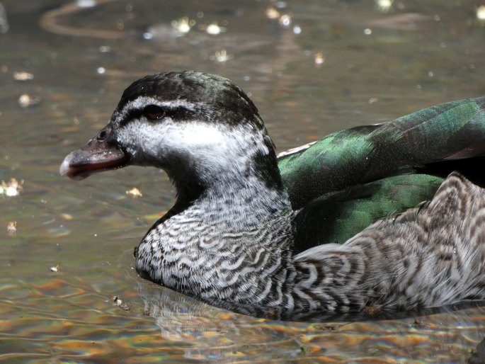 Nettapus pulchellus, kachnička vlnkovaná