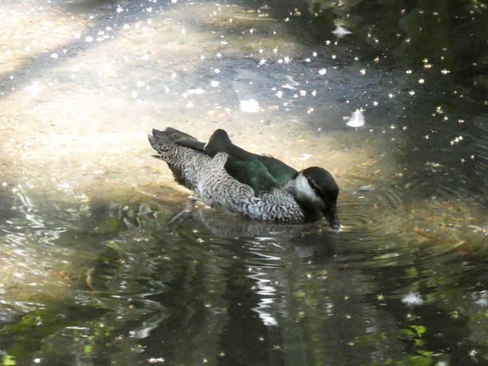 Nettapus pulchellus, kachnička vlnkovaná