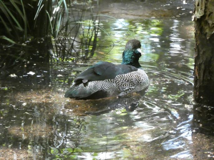 Nettapus pulchellus, kachnička vlnkovaná