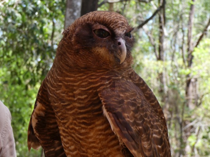 Ninox rufa, sovka ryšavá