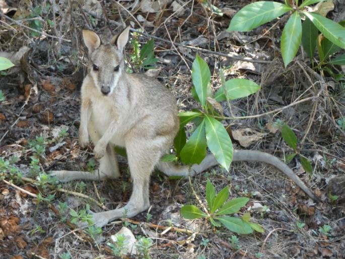 Notamacropus agilis, klokan hbitý