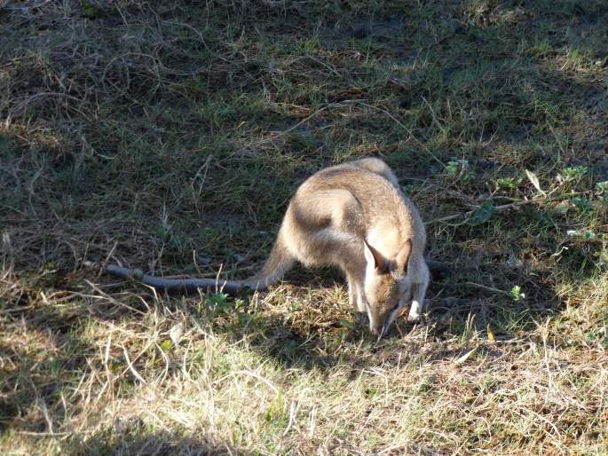 Notamacropus agilis, klokan hbitý