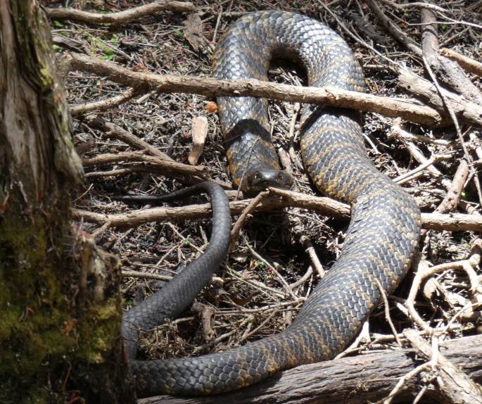 Notechis scutatus, pakobra páskovaná