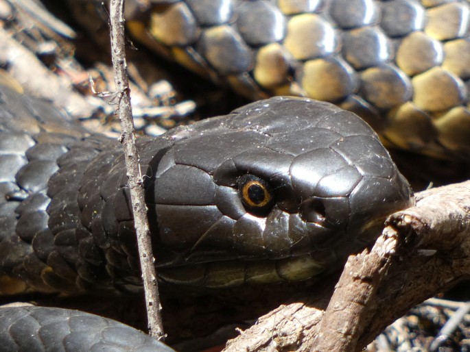 Notechis scutatus, pakobra páskovaná