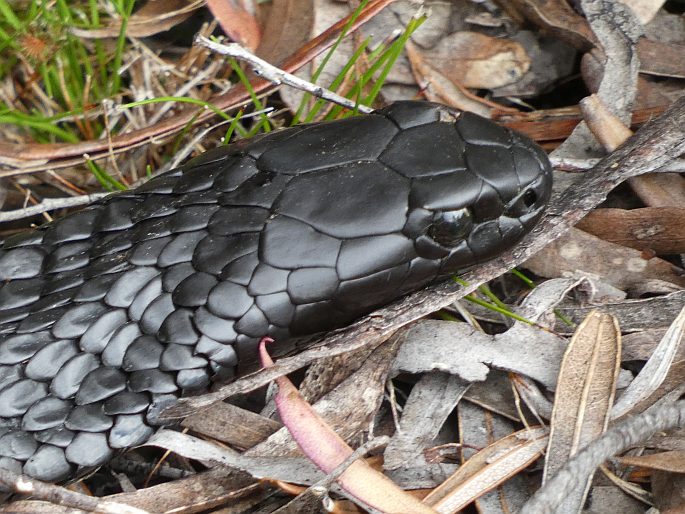 Notechis scutatus, pakobra páskovaná