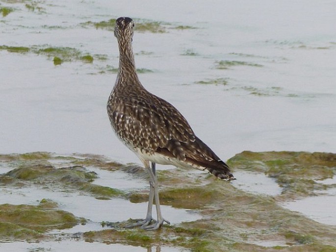 Numenius phaeopus, koliha malá