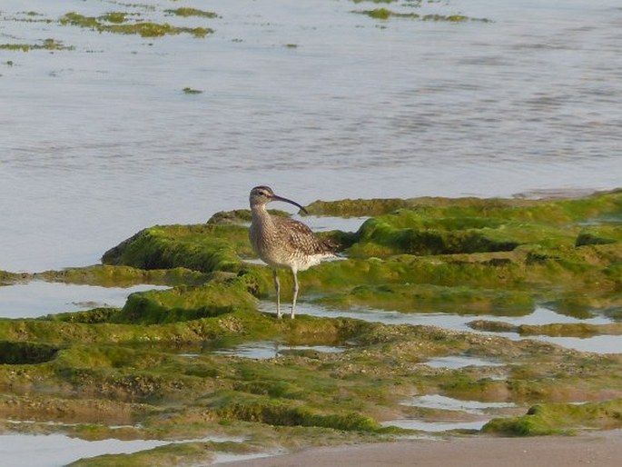 Numenius phaeopus, koliha malá