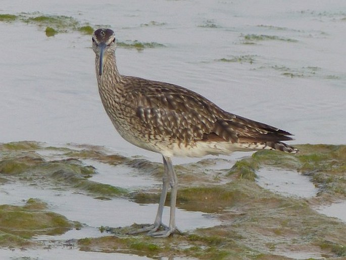 Numenius phaeopus, koliha malá