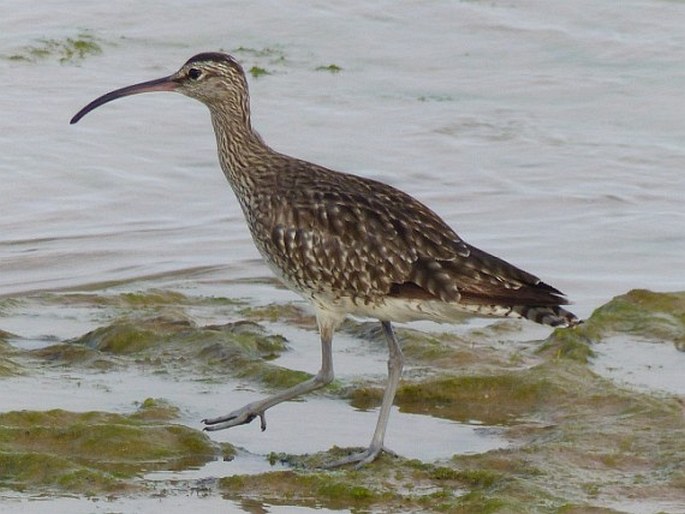 Numenius phaeopus, koliha malá