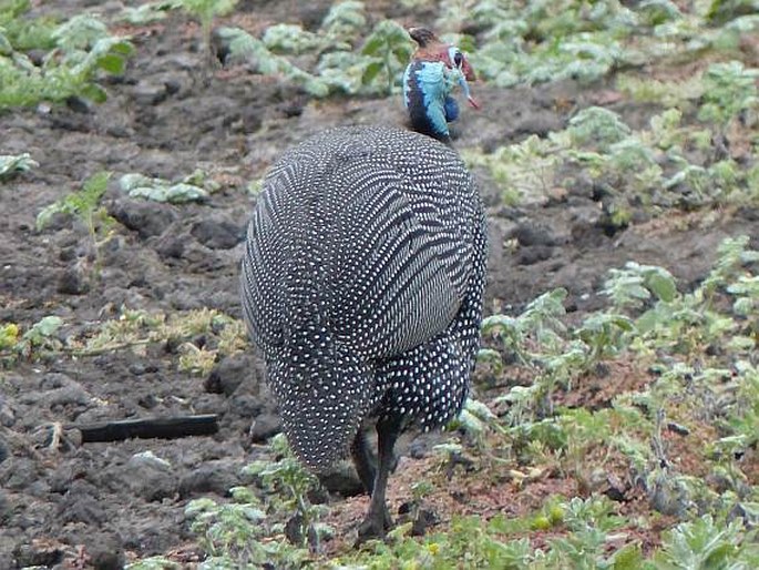 Numida meleagris, perlička kropenatá