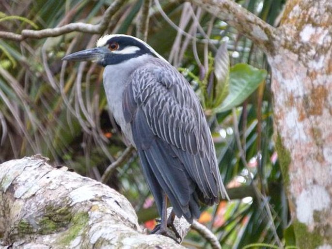 Nyctanassa violacea, kvakoš žlutočelý