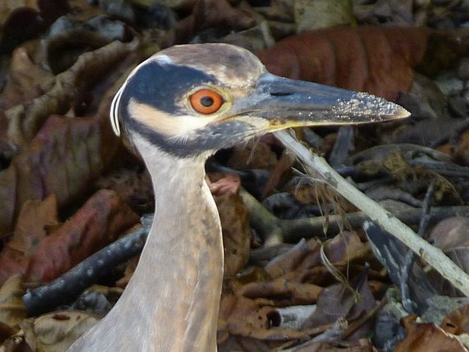 Nyctanassa violacea, kvakoš žlutočelý