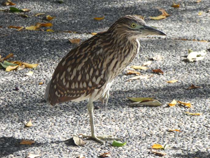 Nycticorax caledonicus, kvakoš rezavý