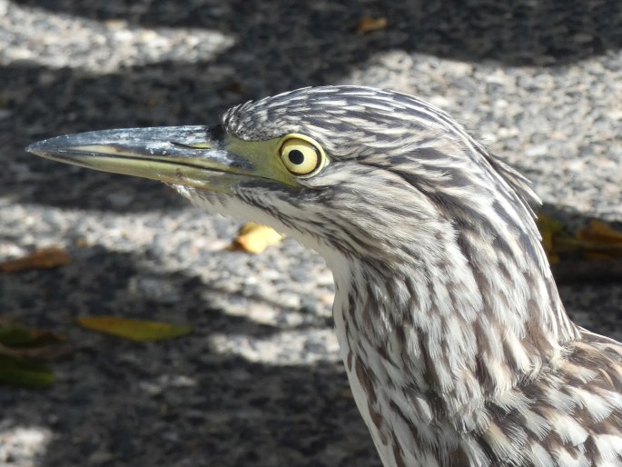 Nycticorax caledonicus, kvakoš rezavý