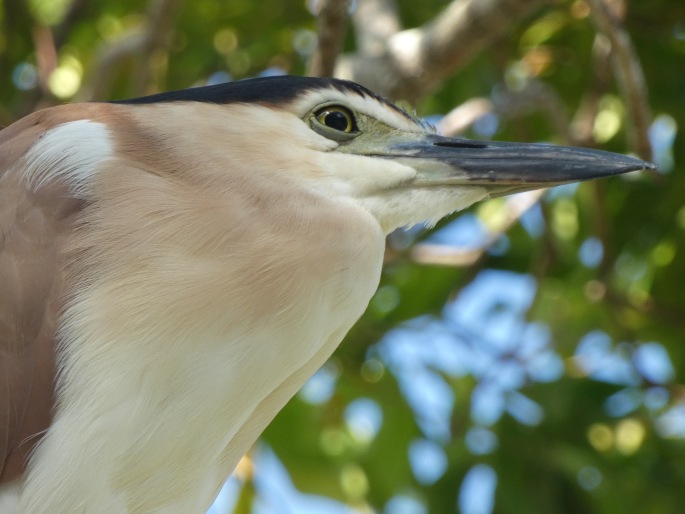 Nycticorax caledonicus, kvakoš rezavý