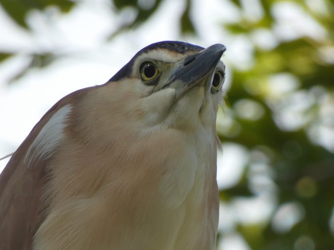 Nycticorax caledonicus, kvakoš rezavý