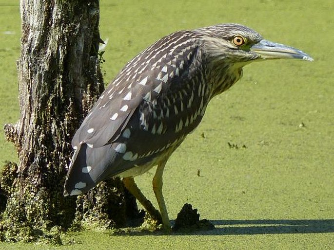 Nycticorax nycticorax, kvakoš noční