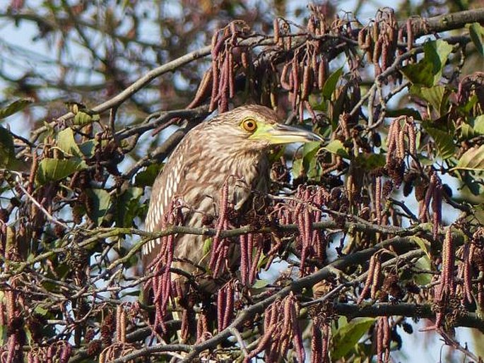 Nycticorax nycticorax, kvakoš noční