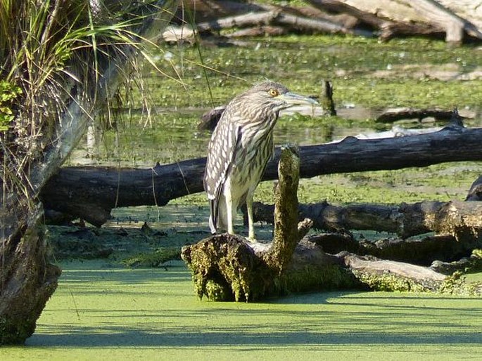 Nycticorax nycticorax, kvakoš noční