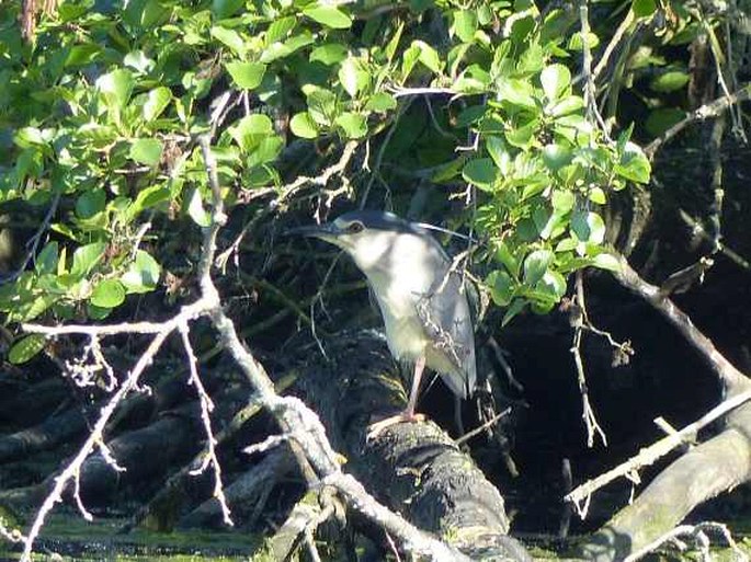 Nycticorax nycticorax, kvakoš noční