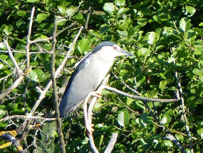 Nycticorax nycticorax, kvakoš noční