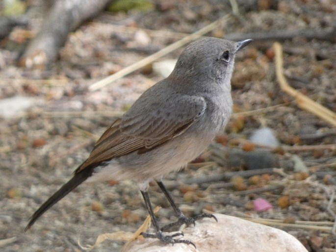 Oenanthe melanura, skalníček černoocasý