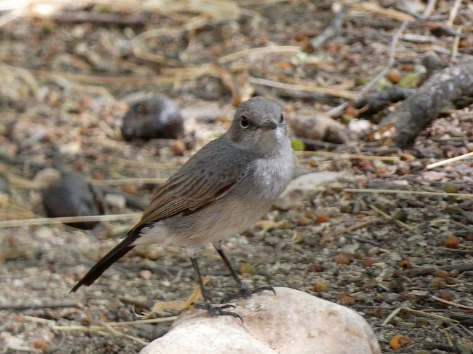 Oenanthe melanura, skalníček černoocasý