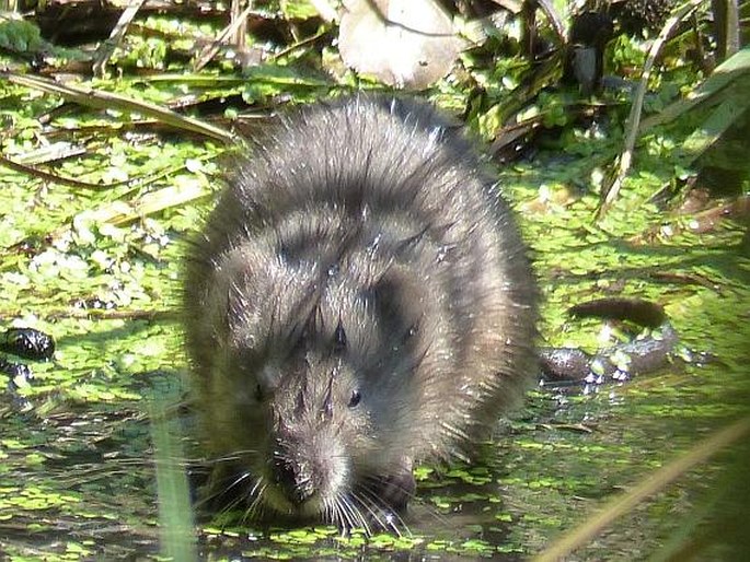 Ondatra zibethicus (Linnaeus, 1766); ondatra pižmová