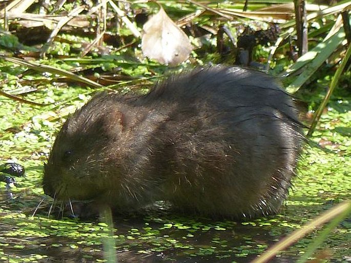 Ondatra zibethicus, ondatra pižmová