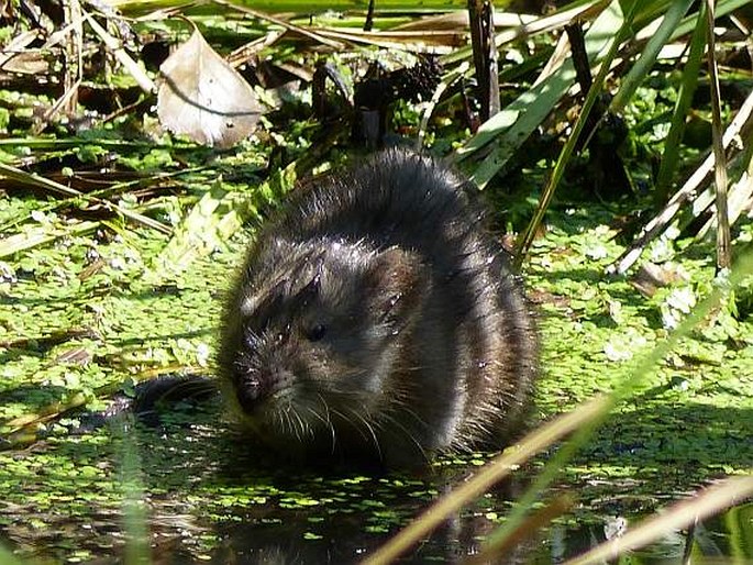 Ondatra zibethicus, ondatra pižmová