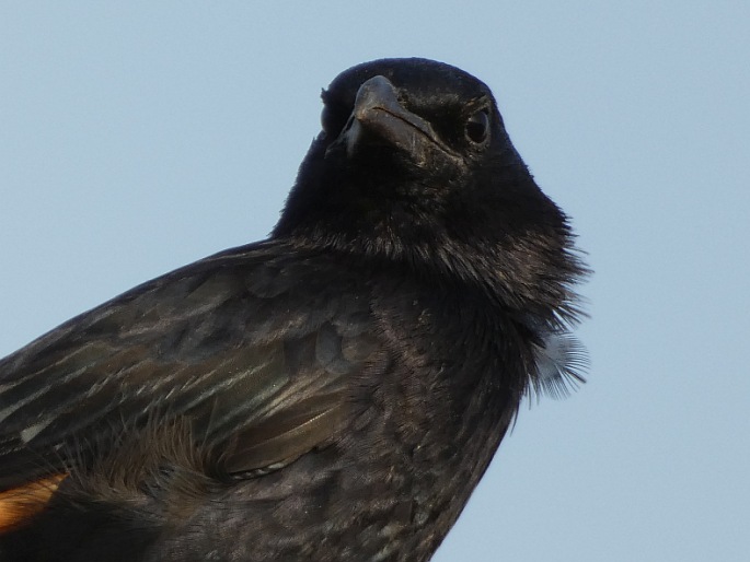 Onychognathus tristramii, špaček Tristramův