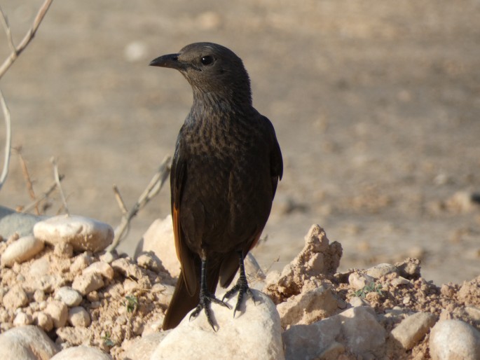 Onychognathus tristramii, špaček Tristramův