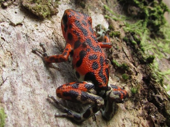 Oophaga pumilio, pralesnička drobná