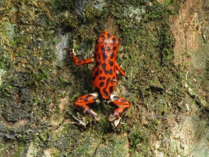 Oophaga pumilio, pralesnička drobná