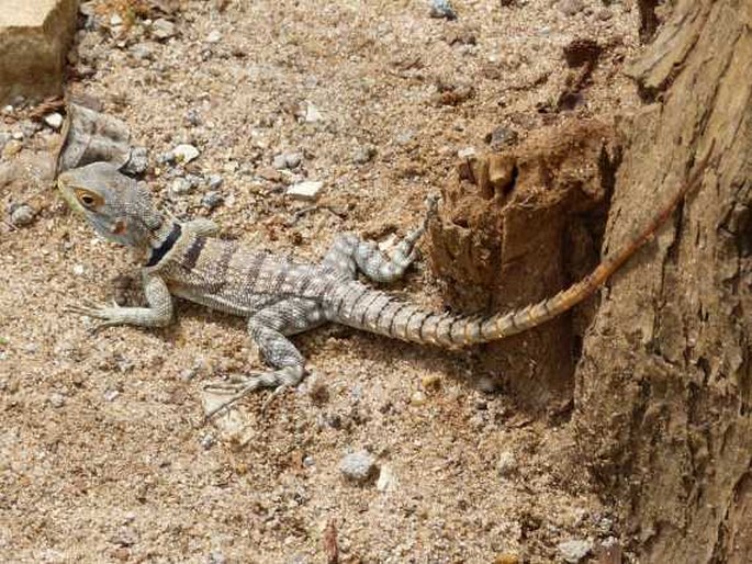 Oplurus cuvieri Gray, 1831; leguán madagaskarský