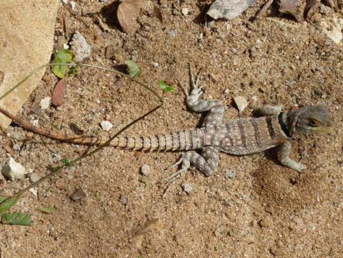 Oplurus cuvieri, leguán madagaskarský