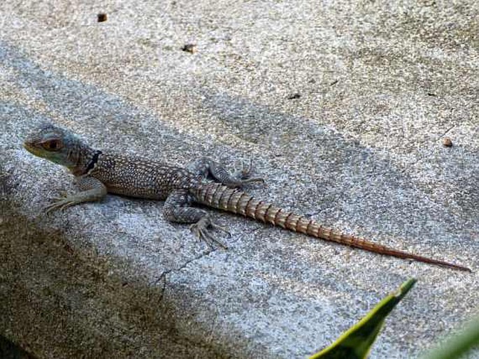 Oplurus cuvieri, leguán madagaskarský