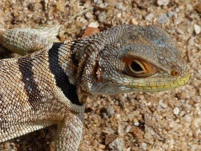 Oplurus cuvieri, leguán madagaskarský