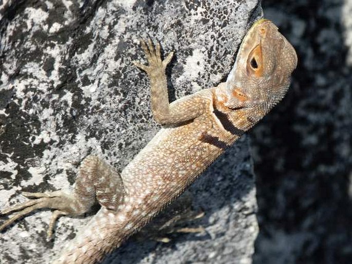 Oplurus cuvieri, leguán madagaskarský