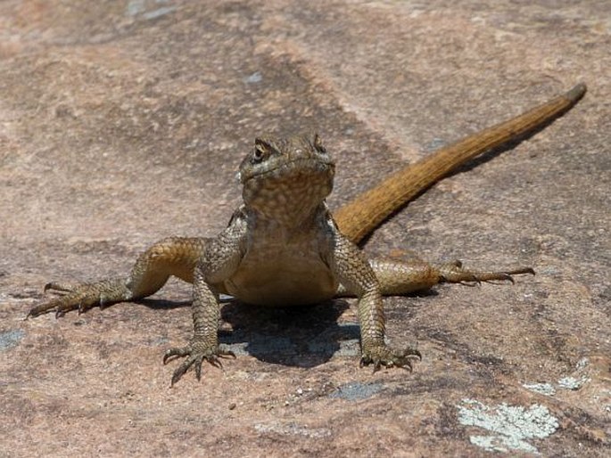 Oplurus quadrimaculatus, leguánek madagaskarský