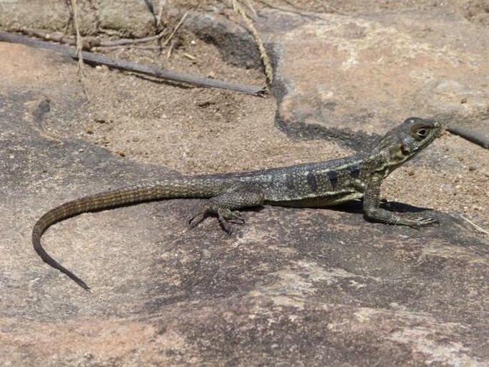 Oplurus quadrimaculatus, leguánek madagaskarský