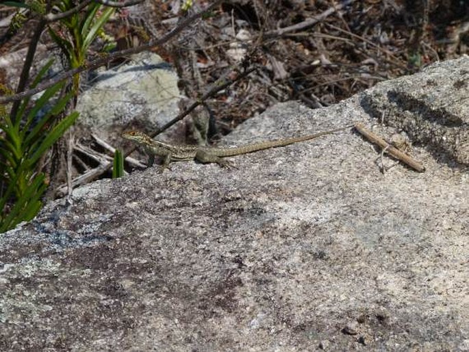 Oplurus quadrimaculatus, leguánek madagaskarský